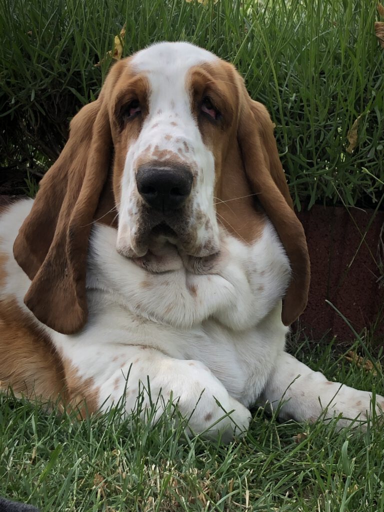Basset Hound auf einer Wiese
