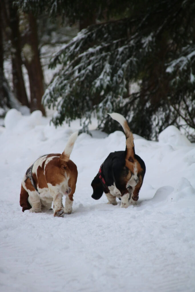 Basset Hound auf der Suche nach Spuren im Schnee